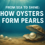 How Oysters Form Pearls: Nature’s Beautiful Secret