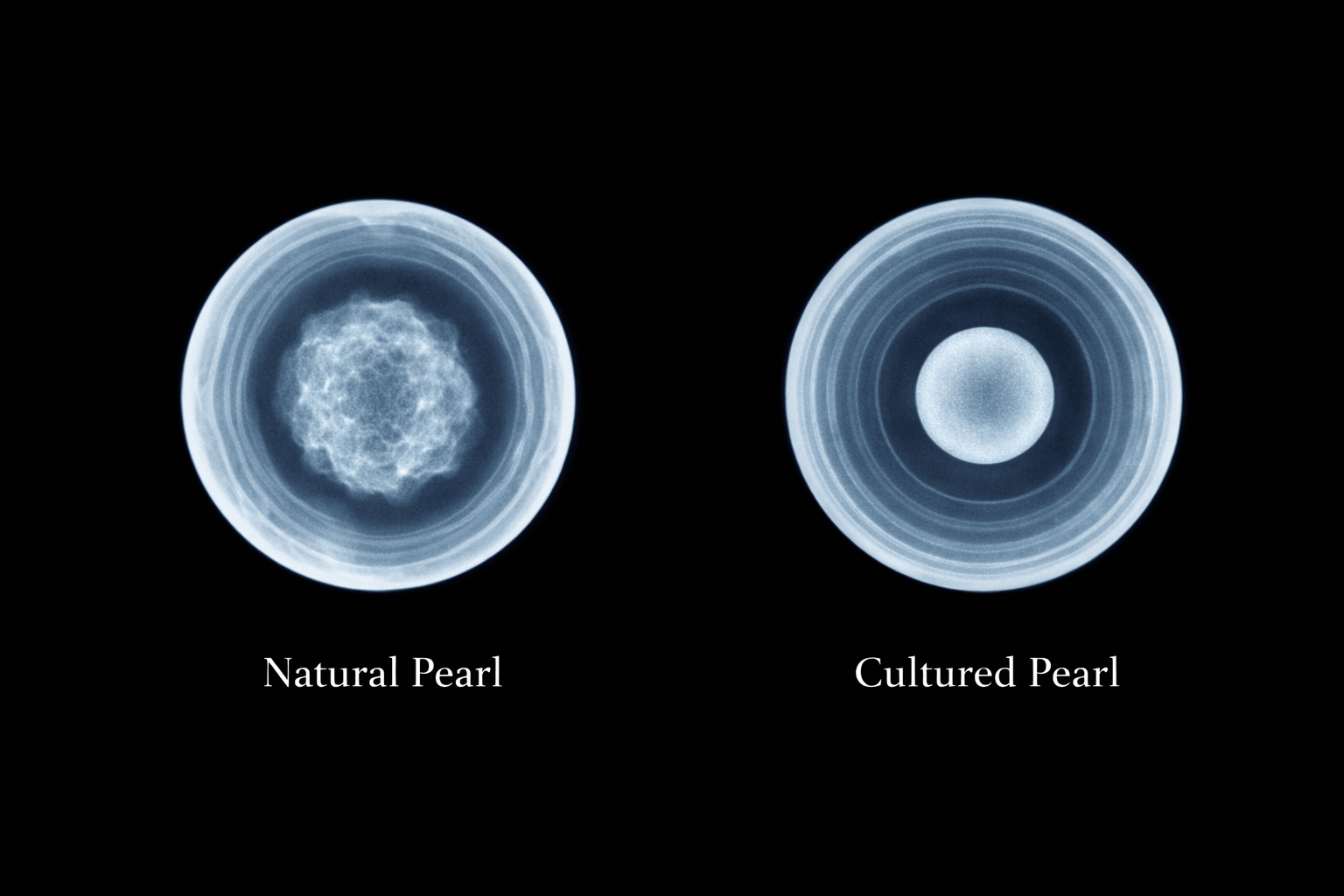 pearlsonly-blog-110-image-3-pearl - Jak rozeznat přírodní od kultivovaných perel - Perlové šperky - pearlsonly